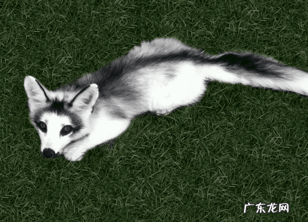 死树风水化解 风水死地是啥意思