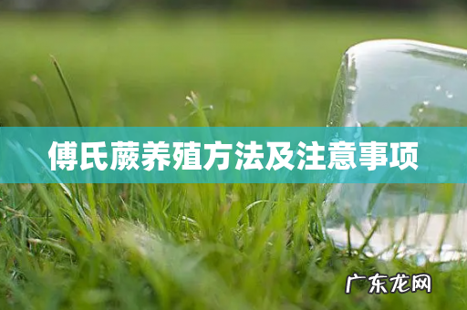 傅氏蕨养殖方法及注意事项