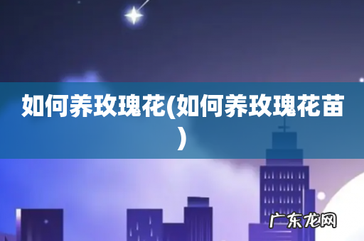 如何养玫瑰花苗 如何养玫瑰花