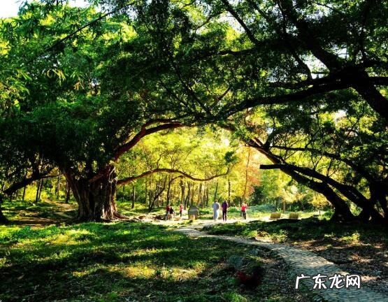 榕树抱石盆景图片 石头榕树风水