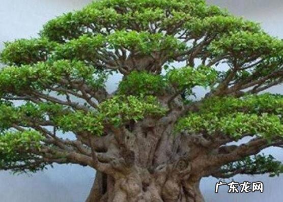 榕树抱石盆景图片 石头榕树风水