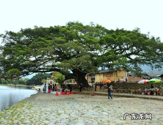 榕树抱石盆景图片 石头榕树风水