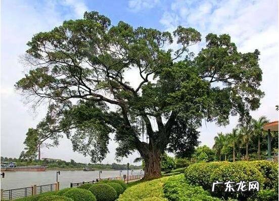 榕树抱石盆景图片 石头榕树风水