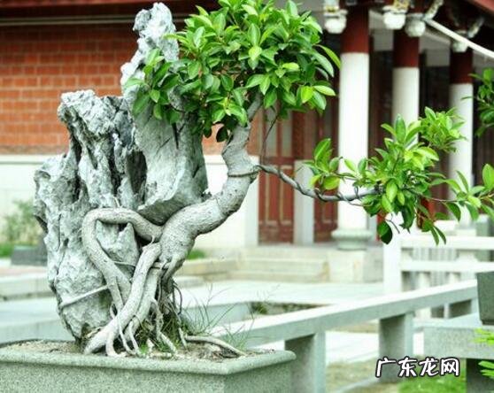 榕树抱石盆景图片 石头榕树风水