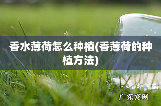 香薄荷的种植方法 香水薄荷怎么种植