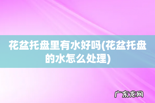 花盆托盘的水怎么处理 花盆托盘里有水好吗
