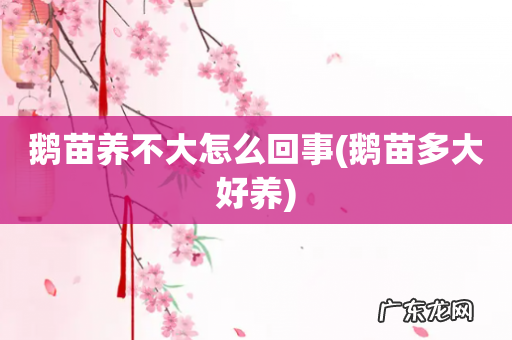 鹅苗多大好养 鹅苗养不大怎么回事