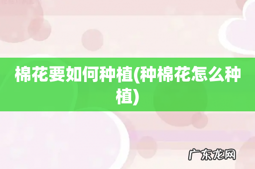 种棉花怎么种植 棉花要如何种植