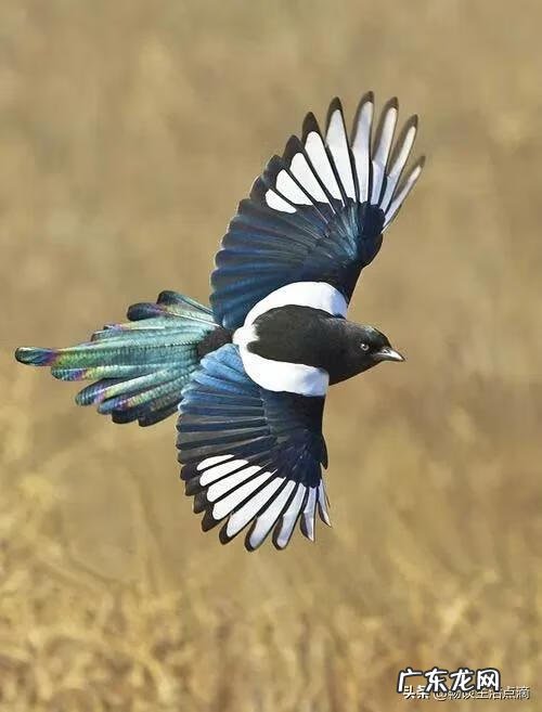 门口挂龟壳是什么风水 风水中鸟归壳作用