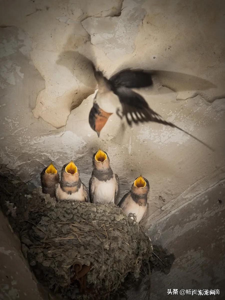 门口挂龟壳是什么风水 风水中鸟归壳作用