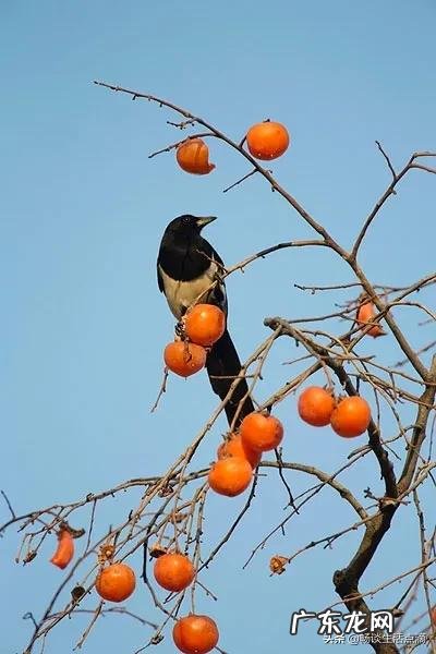 门口挂龟壳是什么风水 风水中鸟归壳作用