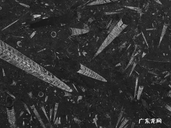 黑金花做过门石好吗 黑金花门头石