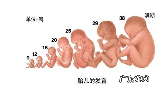 男孩女孩股骨长对照表 股骨长是什么意思