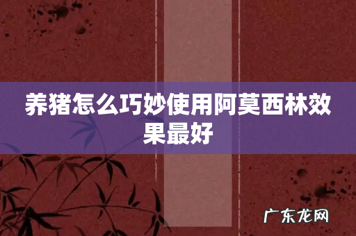 养猪怎么巧妙使用阿莫西林效果最好