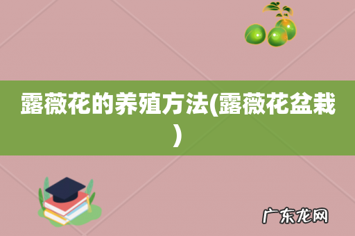 露薇花盆栽 露薇花的养殖方法