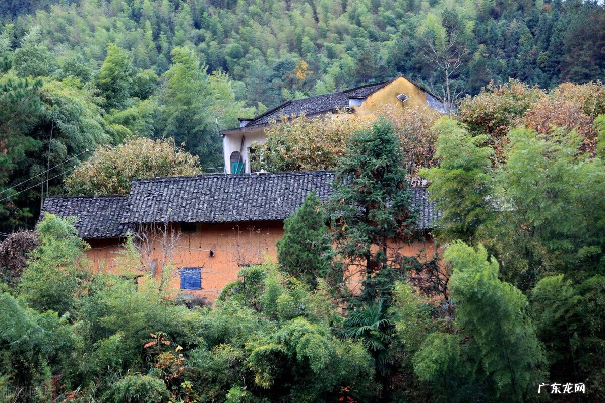 晚上看到白猫吉利吗 风水晚上看到白猫和花猫