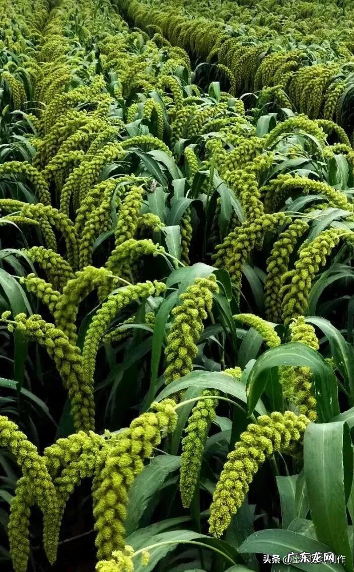 五谷丰登主题图片大全 五谷丰登图案