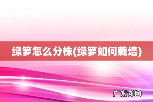 绿箩如何栽培 绿箩怎么分株