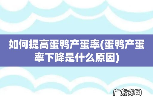 蛋鸭产蛋率下降是什么原因 如何提高蛋鸭产蛋率