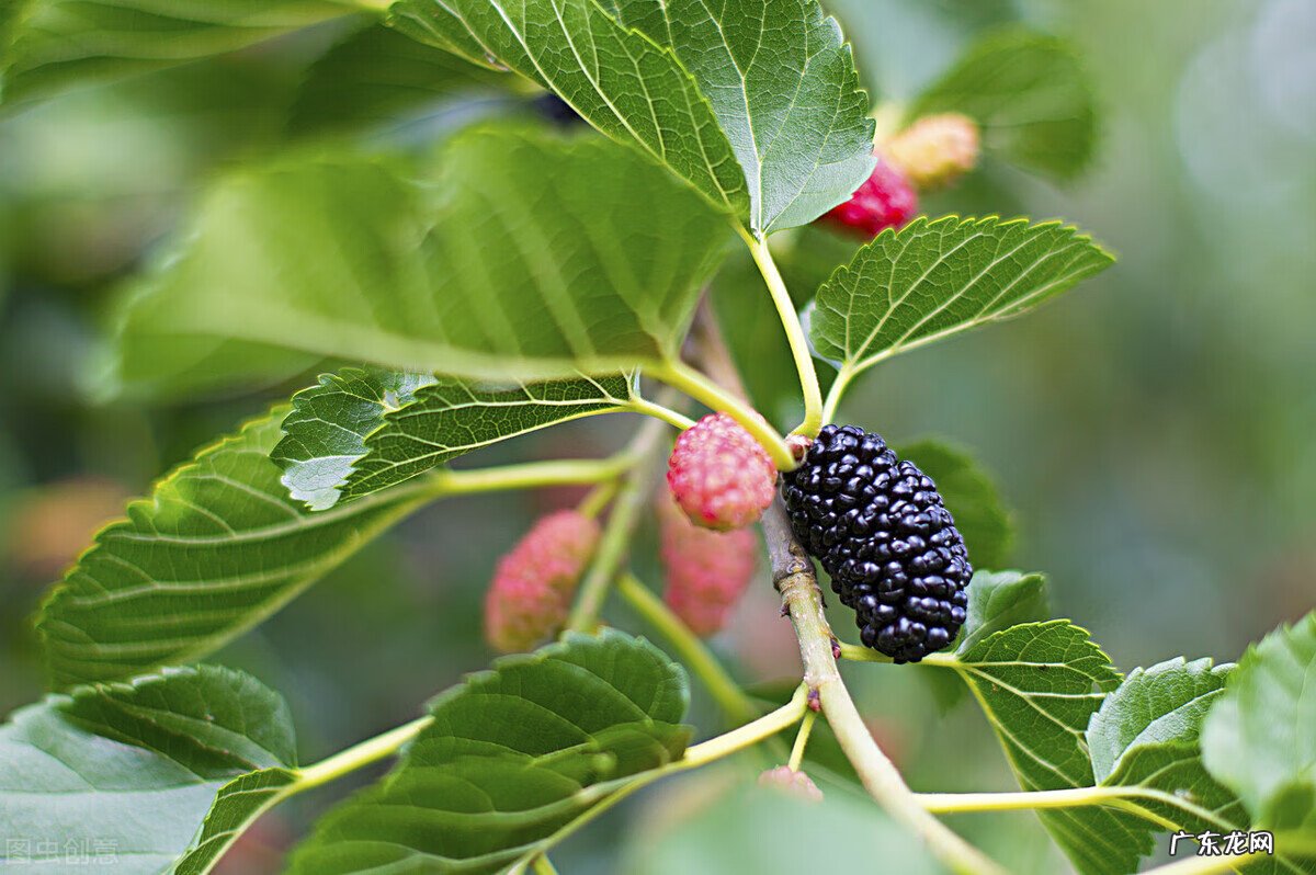 院里种桑树寓意好不好 院内有桑树一棵,风水好不好