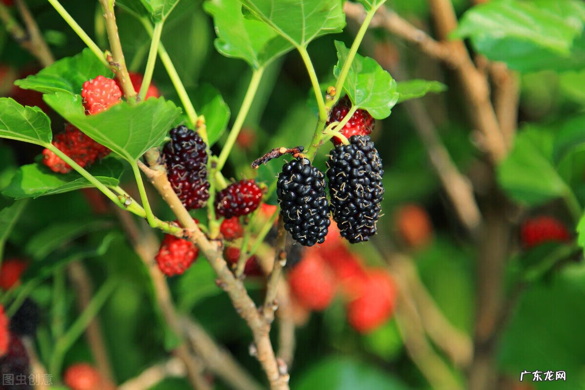 院里种桑树寓意好不好 院内有桑树一棵,风水好不好