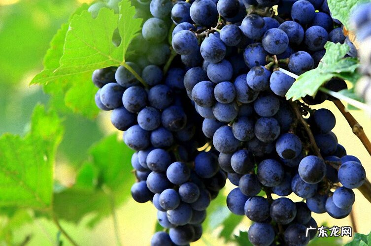 葡萄属于上火的水果吗 经常吃葡萄上火吗