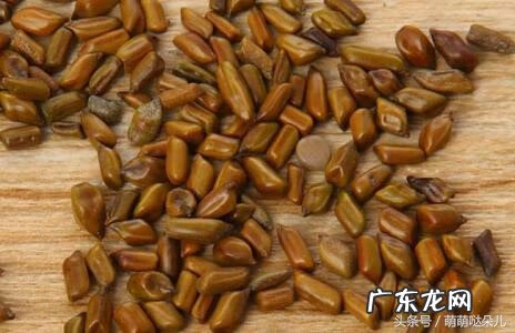 决明子功能作用图功效 决明子的作用与功效与作用
