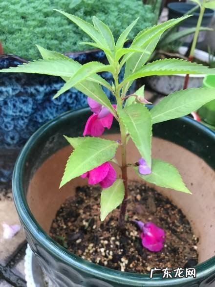 放了个风水盆栽晚上就不能洗头?