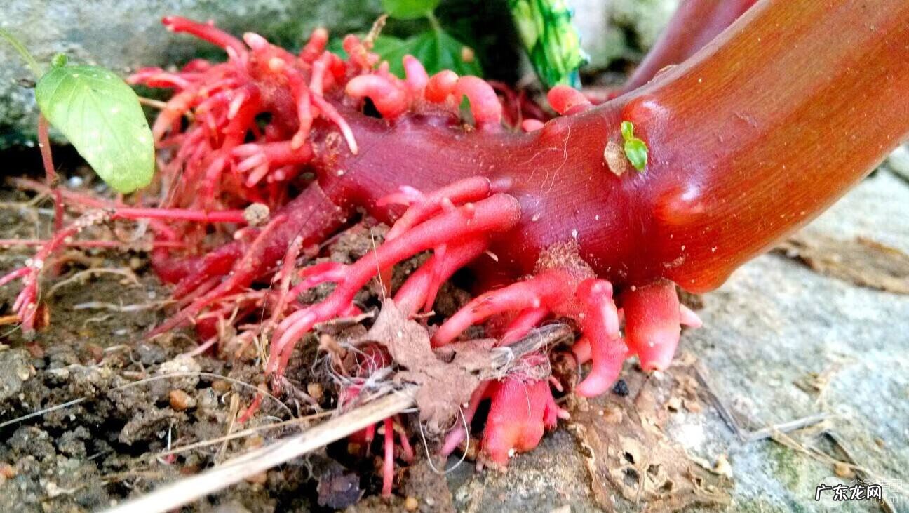 放了个风水盆栽晚上就不能洗头?