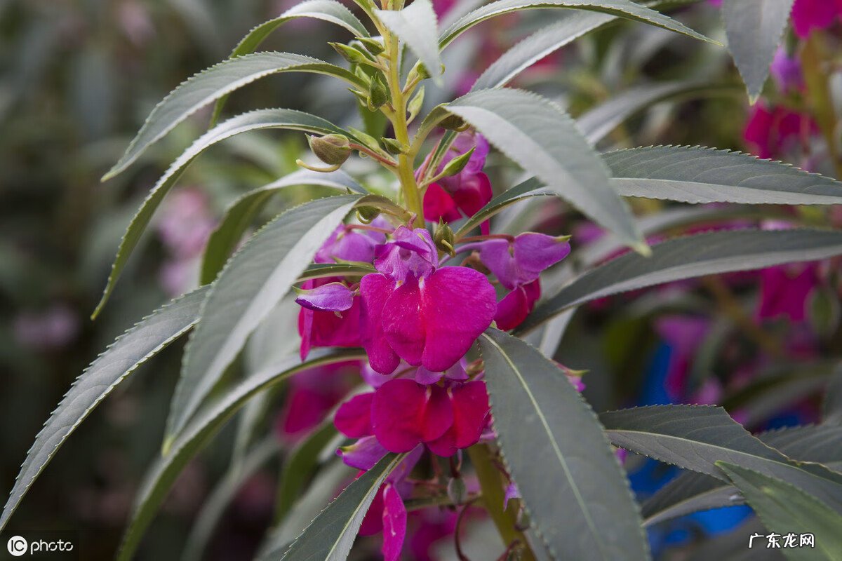 放了个风水盆栽晚上就不能洗头?