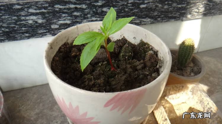 放了个风水盆栽晚上就不能洗头?