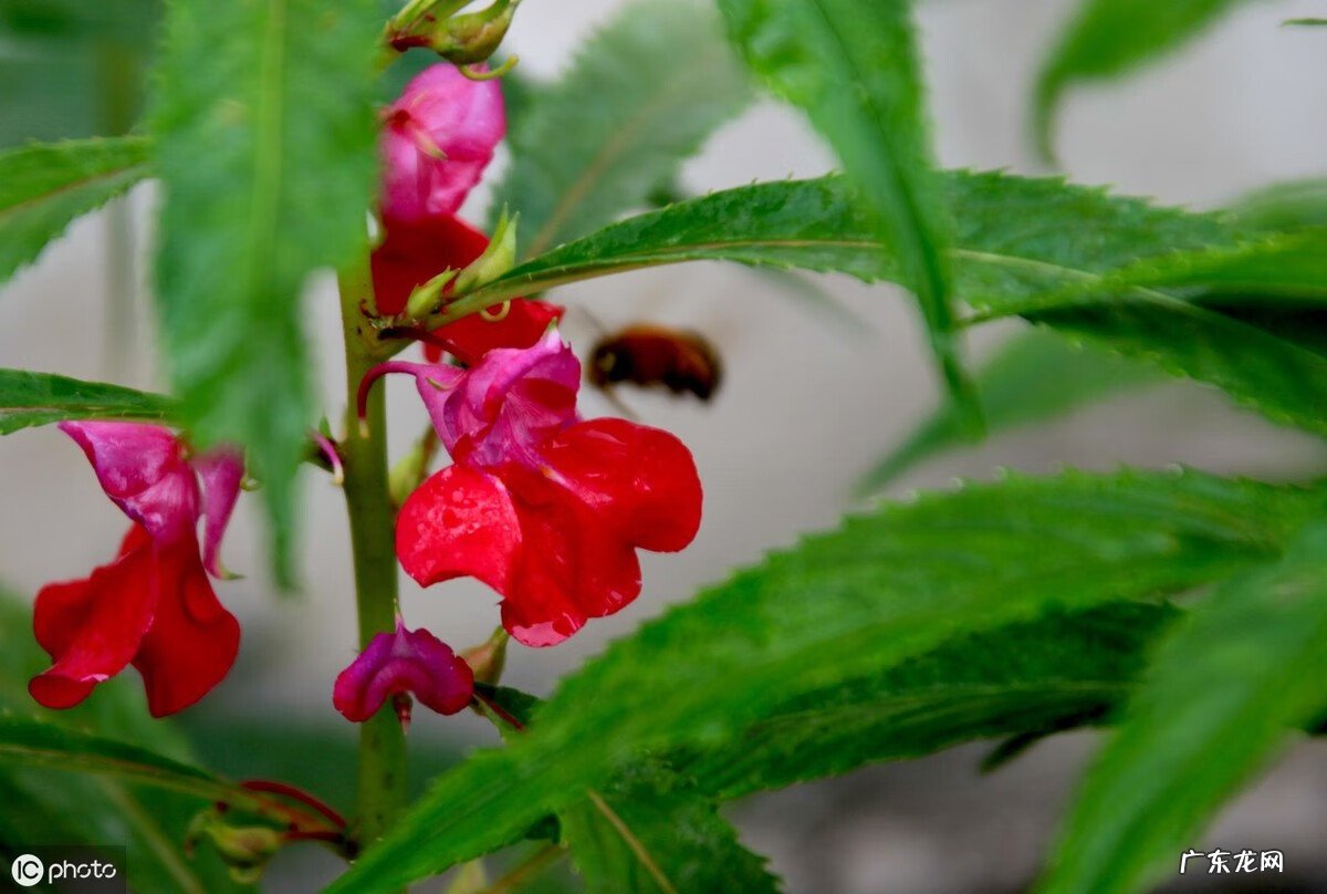 放了个风水盆栽晚上就不能洗头?