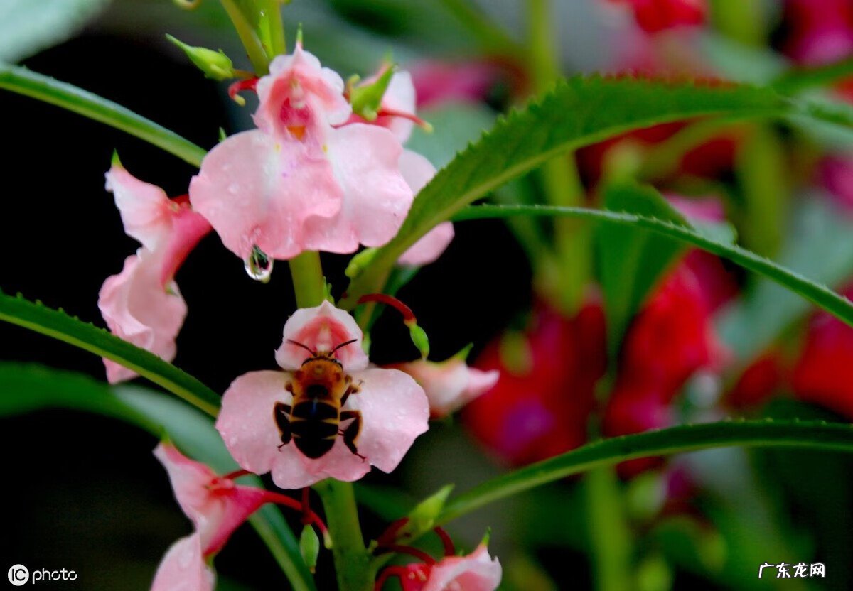 放了个风水盆栽晚上就不能洗头?