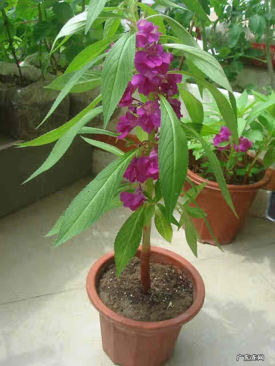 放了个风水盆栽晚上就不能洗头?