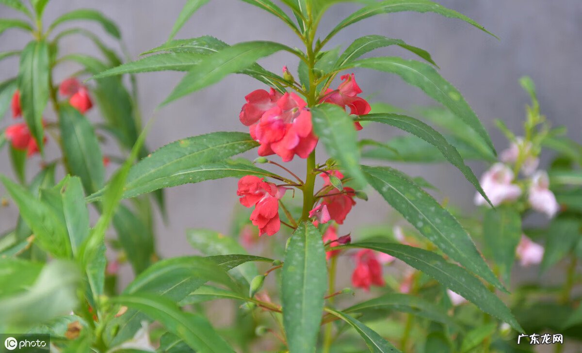 放了个风水盆栽晚上就不能洗头?