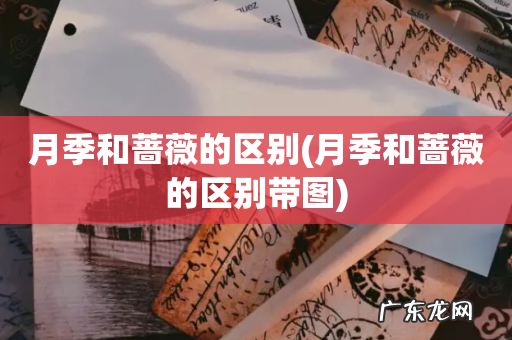 月季和蔷薇的区别带图 月季和蔷薇的区别