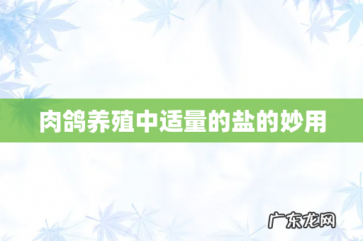 肉鸽养殖中适量的盐的妙用