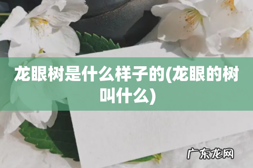 龙眼的树叫什么 龙眼树是什么样子的