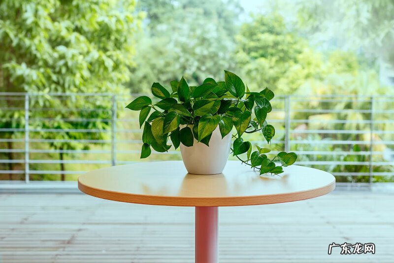 家居风水树哪种最好 家里种植什么树风水好