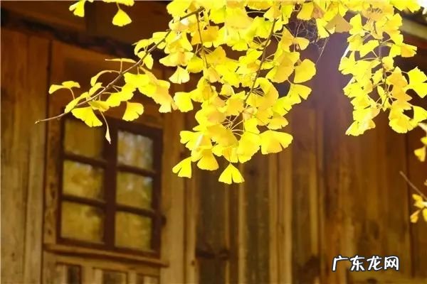 风水宝地燕子伏横梁 瓜果花柳争春风水