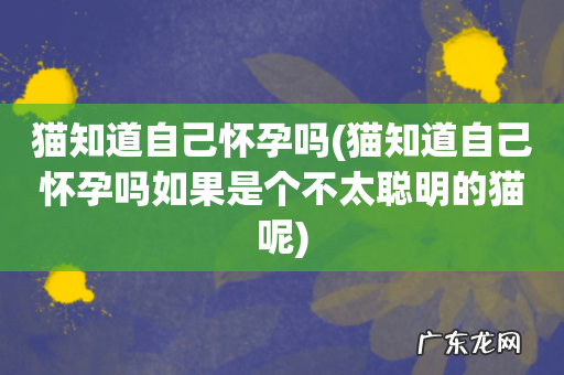 猫知道自己怀孕吗如果是个不太聪明的猫呢 猫知道自己怀孕吗