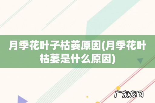 月季花叶枯萎是什么原因 月季花叶子枯萎原因
