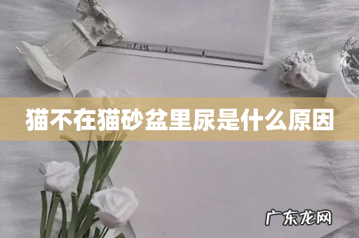 猫不在猫砂盆里尿是什么原因