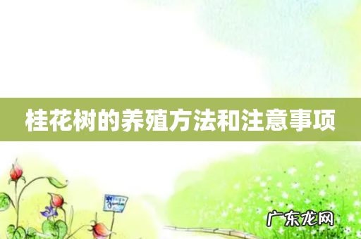 桂花树的养殖方法和注意事项