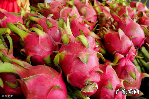 火龙果有哪些营养价值 火龙果 有什么营养
