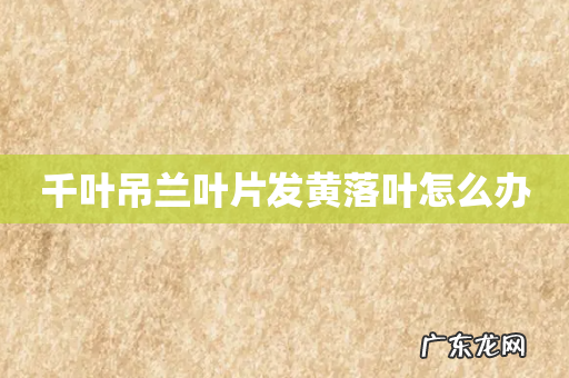 千叶吊兰叶片发黄落叶怎么办