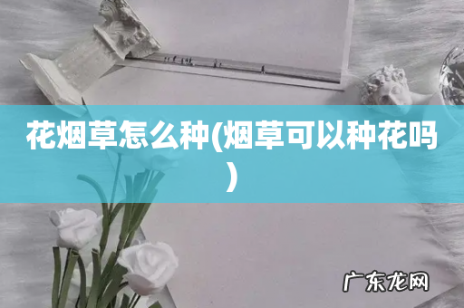 烟草可以种花吗 花烟草怎么种
