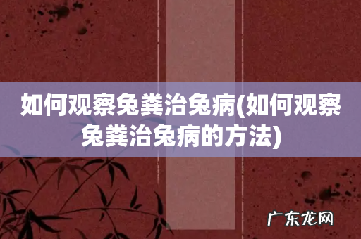 如何观察兔粪治兔病的方法 如何观察兔粪治兔病