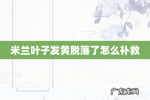 米兰叶子发黄脱落了怎么补救