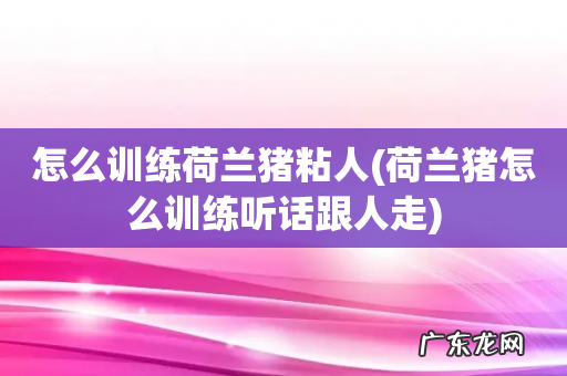 荷兰猪怎么训练听话跟人走 怎么训练荷兰猪粘人